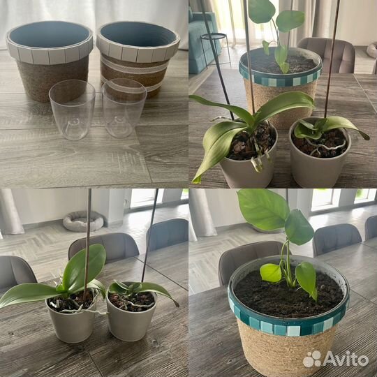 Домашние цветы и горшки