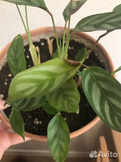 Калатея ктенанта