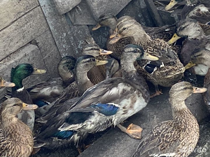 Утки подсадные для охоты