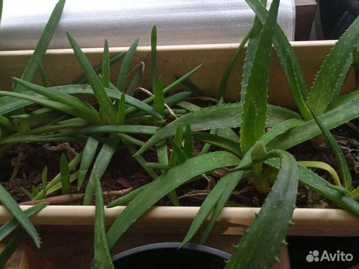 Алоэ столетник