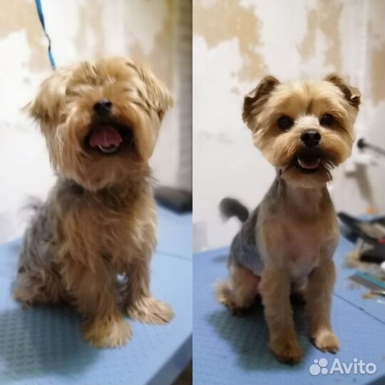 Груминг собак и кошек