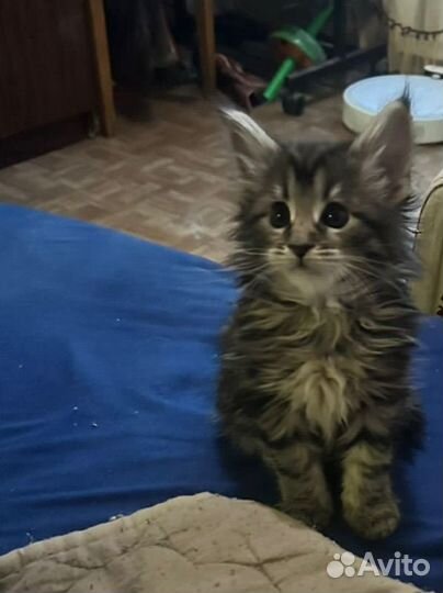 Котята мейн-кун