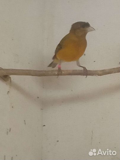 Гибриды огненного чижа и конорейки