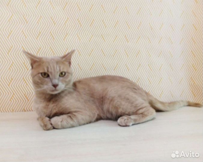 Султан мечтает о доме