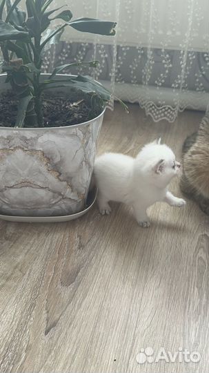 Шотландские котята
