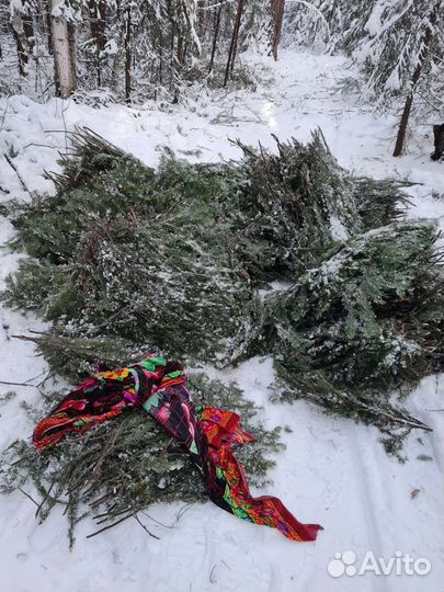 Пихтовое масло