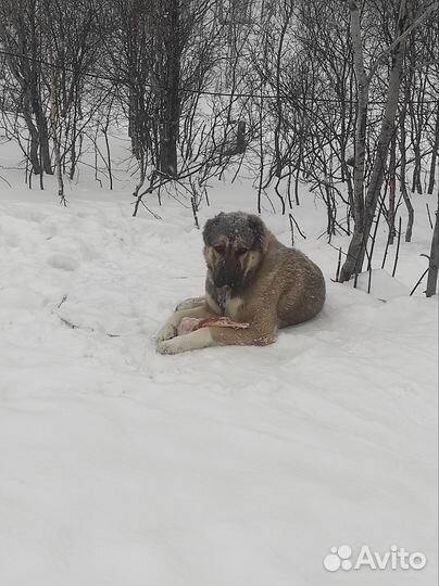 Кавказская овчарка в добрые руки