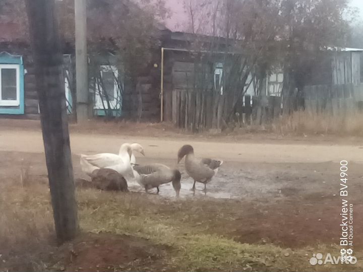 Гуси на мясо