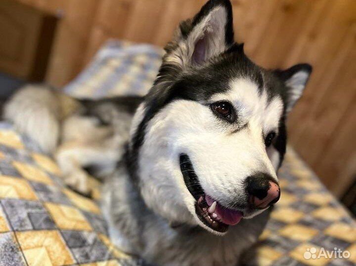 Добрый хаски пёс в дар