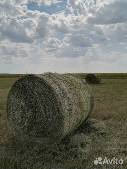 Сено в тюках