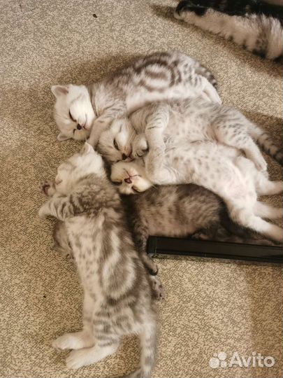 Шотландские вислоухие котята и прямоухие