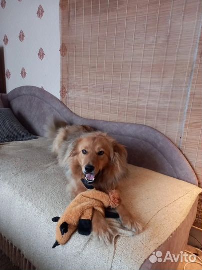 Не крупная собака в добрые руки