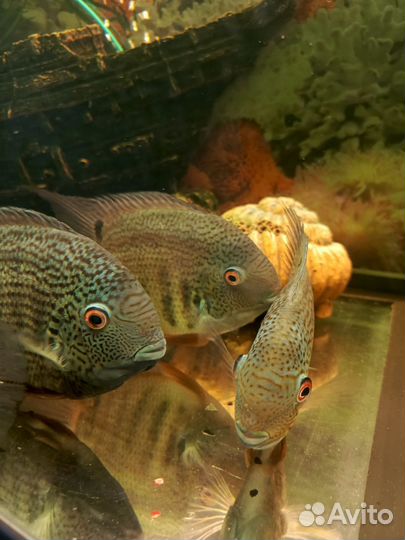 Рыба Северум 20 см