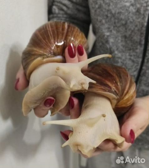 Улитки ахатины