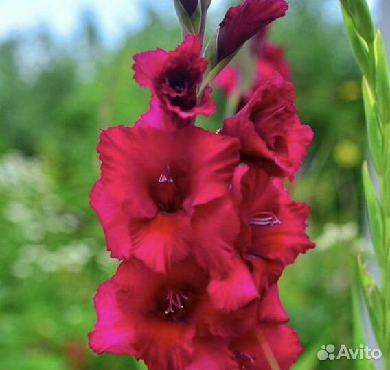 Гладиолусы луковицы