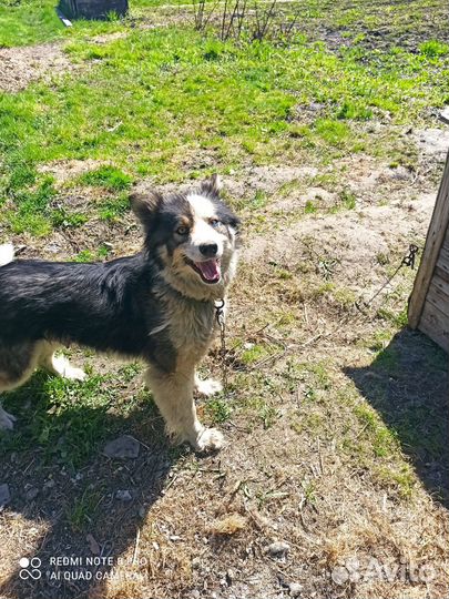 Отдам щенка в добрые хорошие руки