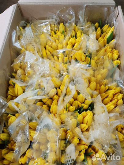 Тюльпаны к 8 марта оптом