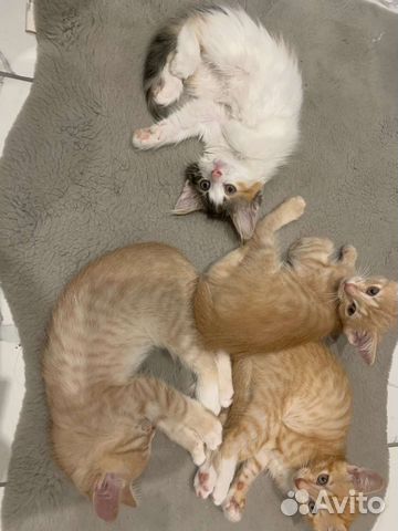 Три кота и одна кошечка