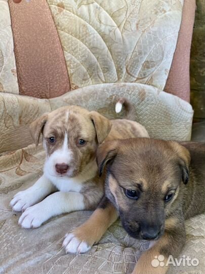 Щенки в добрые руки