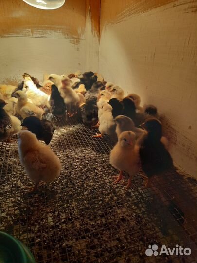 Домашняя птица