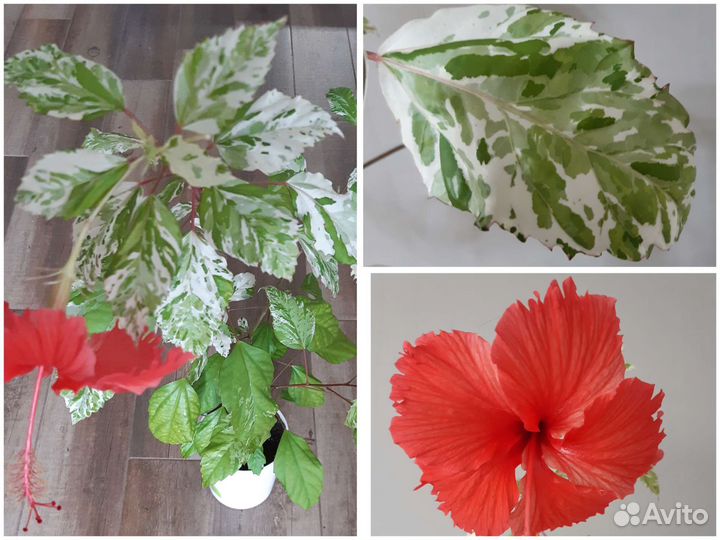 Гибискусы разных сортов