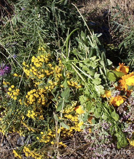 Целебные травы/Фито-чаи