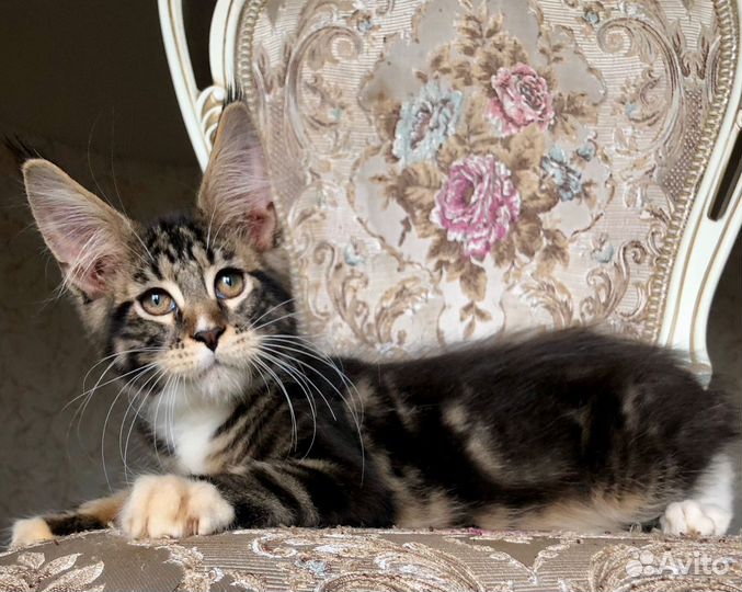 Мейн-кун мальчик