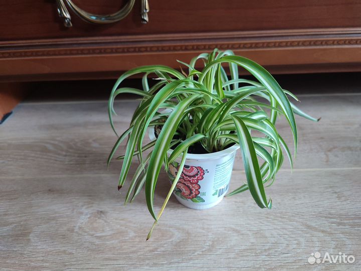 Хлорофитум Бонни кудрявый полосатый