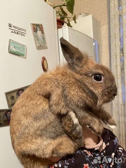 Декоративные кролик