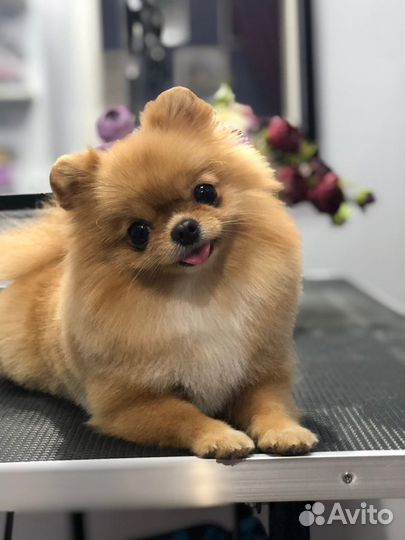 Фотосессия с micro шпицом