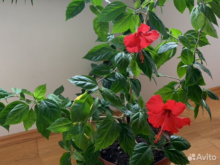 Гибискус китайская роза