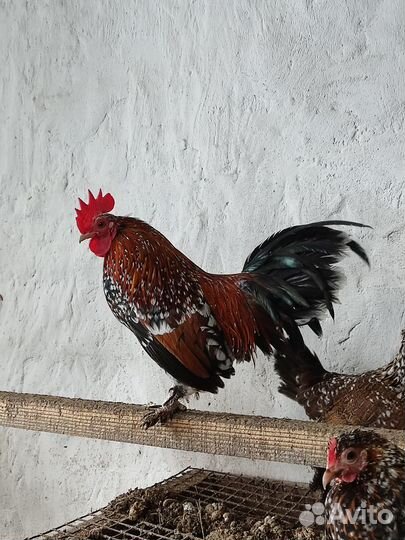 Бентамка ситцевая, Павловская белая.Яйцо и цыплята