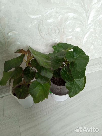 Бегония Элатиор Клара