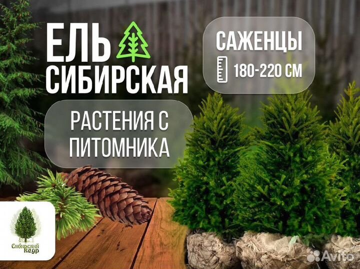 Саженцы ели от производителя экстра класс