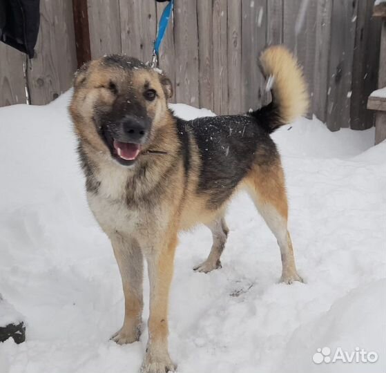 Собака Соня