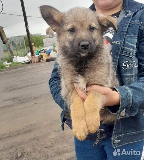 Щеночек в добрые руки