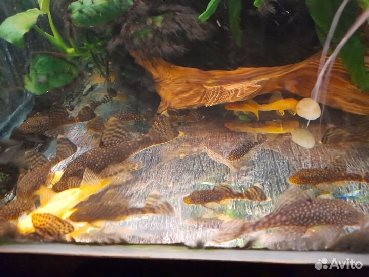 Анциструс подростки 4- 10 см