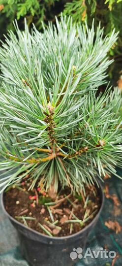 Сосна Шанти блю