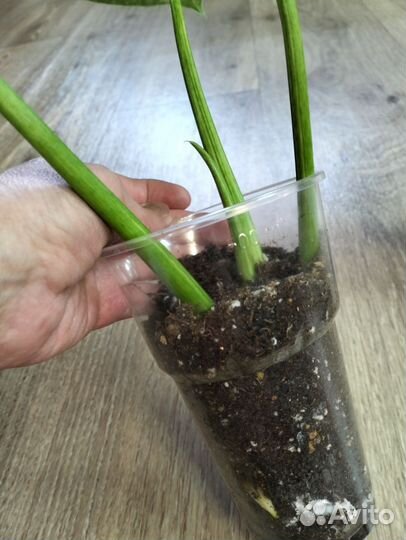 Комнатные растения, филодендроны и др