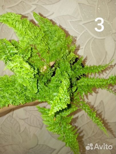 Папоротник Fluffy Ruffles