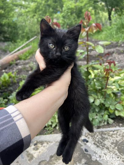 Черный котенок мальчик,отдаю в добрые руки