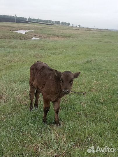 Телка 1,5 месяца