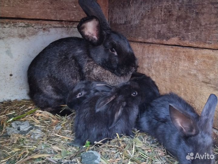 Крольчата