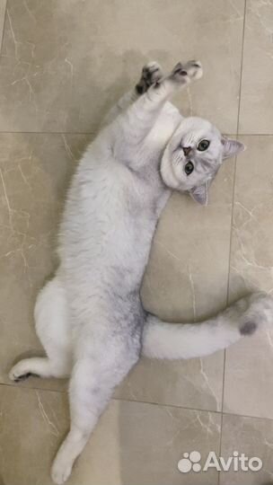 Британский кот шиншилла для вязки