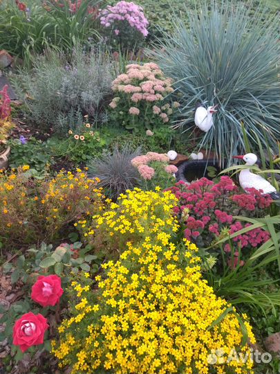 Цветы многолетники в ассортименте