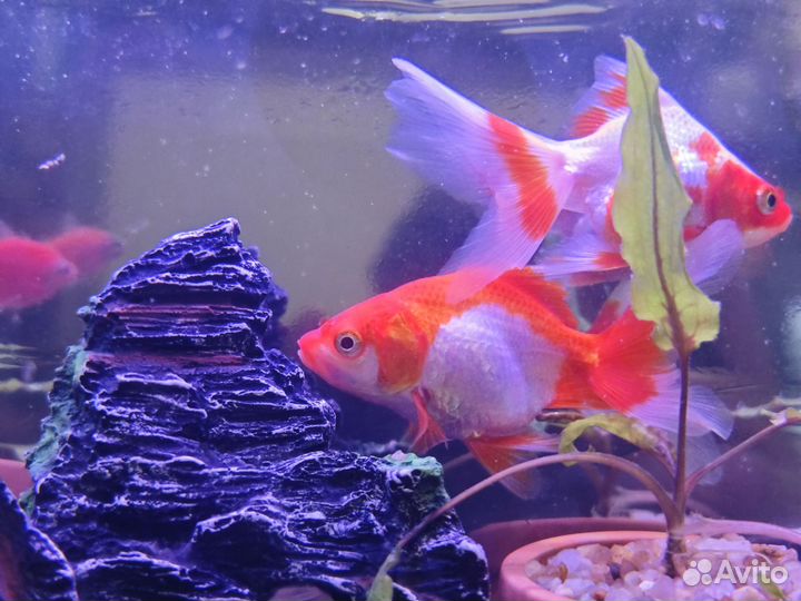 Аквариумные золотые рыбки