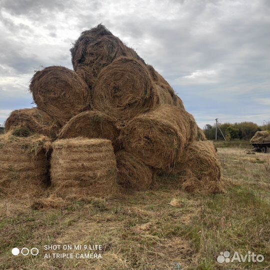 Сено люцерны в рулонах