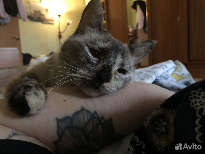 Сиамская кошка бесплатно девочка