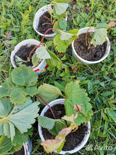 Саженцы виктории мурано