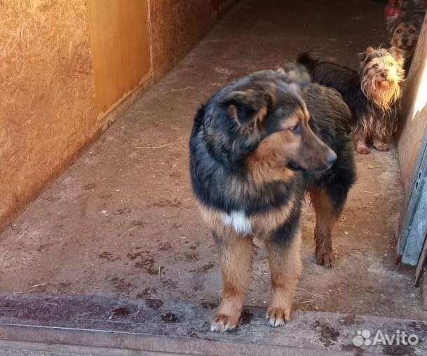 Рафа в добрые руки